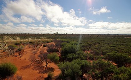 Desert-myrtle-shrubland-in-Australias-Gibson_Desert